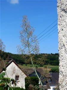 Weißer Federmohn (Macleaya cordata) in Schalkenmehren