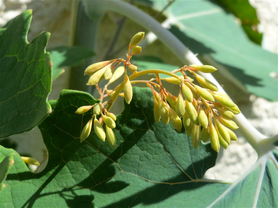 Weißer Federmohn (Macleaya cordata) in Schalkenmehren