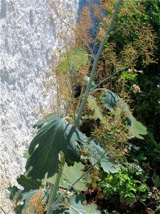 Weißer Federmohn (Macleaya cordata) in Schalkenmehren