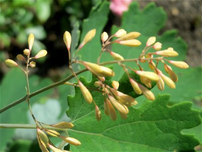Weißer Federmohn (Macleaya cordata) in Schalkenmehren