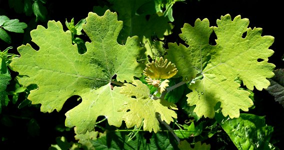 Macleaya cordata photo