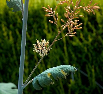 flowers of Macleaya cordata photo