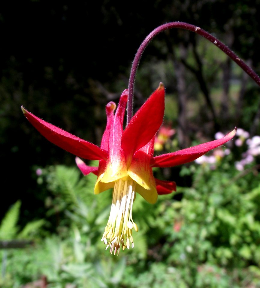 Aquilegia formosa at the UC Botanical Garden, Berkeley, California, USA. Identified by sign.