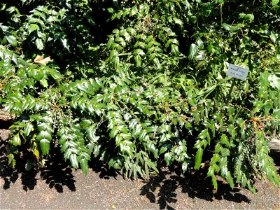 Mahonia bealei specimen in the Botanischer Garten München-Nymphenburg, Munich, Germany.