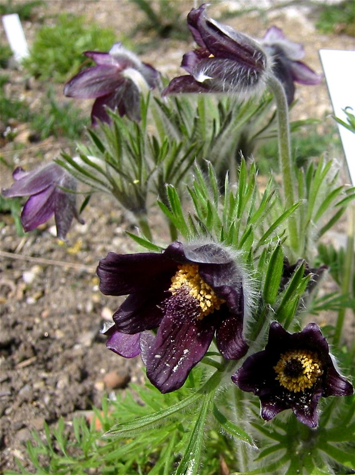 Pulsatilla_pratensis_subsp_nigricans