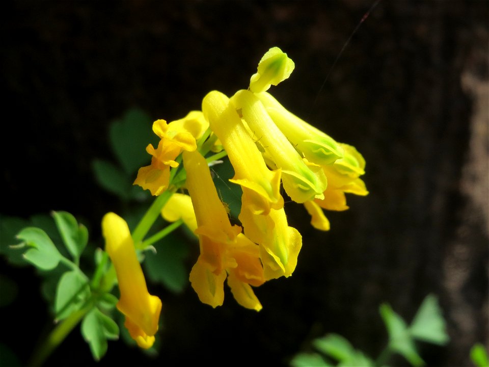 Gelber Lerchensporn (Pseudofumaria lutea) an einer Hauswand in der Paul-Marien-Straße in Saarbrücken
