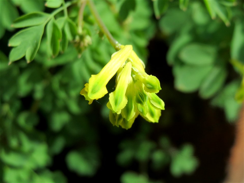 Gelber Lerchensporn (Pseudofumaria lutea') an einer Hauswand in der Paul-Marien-Straße in Saarbrücken