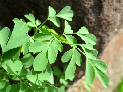 Gelber Lerchensporn (Pseudofumaria lutea') an einer Hauswand in der Paul-Marien-Straße in Saarbrücken