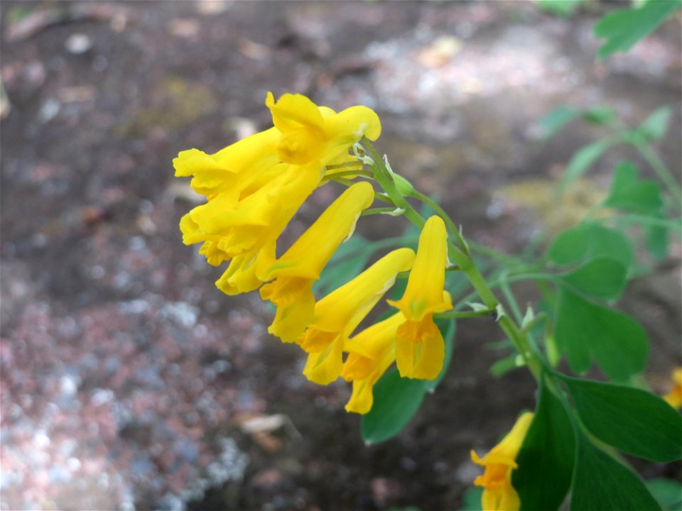 Gelber Lerchensporn (Pseudofumaria lutea') an der Bismarckstraße in Saarbrücken