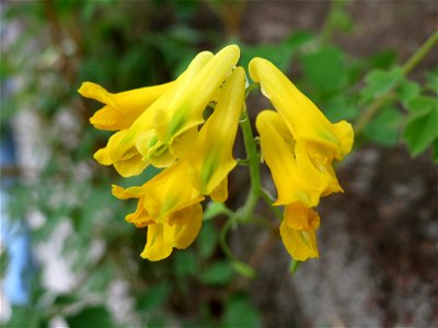 Gelber Lerchensporn (Pseudofumaria lutea') an der Bismarckstraße in Saarbrücken