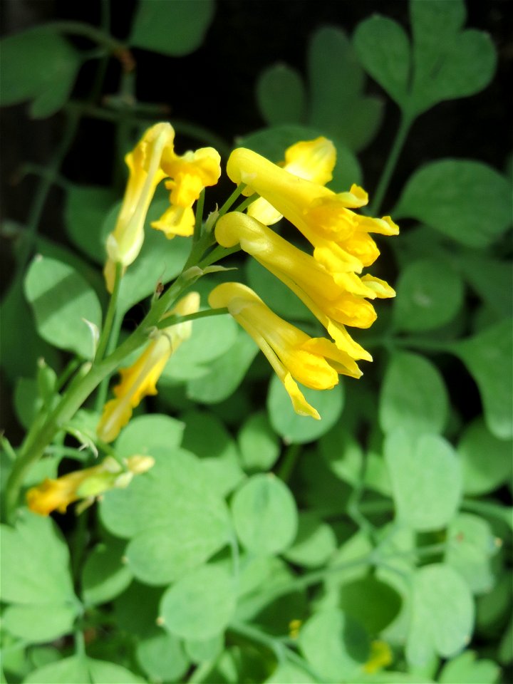 Gelber Lerchensporn (Pseudofumaria lutea) an einer Hauswand in der Paul-Marien-Straße in Saarbrücken