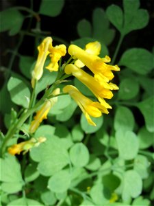 Gelber Lerchensporn (Pseudofumaria lutea) an einer Hauswand in der Paul-Marien-Straße in Saarbrücken