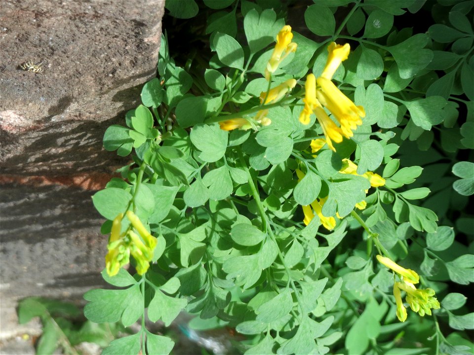 Ritzenbotanik: Gelber Lerchensporn (Pseudofumaria lutea) an einer Hauswand in der Paul-Marien-Straße in Saarbrücken