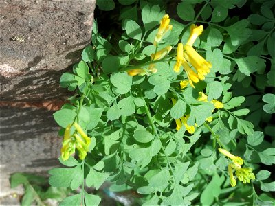 Ritzenbotanik: Gelber Lerchensporn (Pseudofumaria lutea) an einer Hauswand in der Paul-Marien-Straße in Saarbrücken