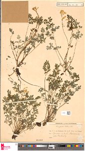 Pseudofumaria lutea, Op de muur bij Kasteel Neercanne (gem. Maastricht).