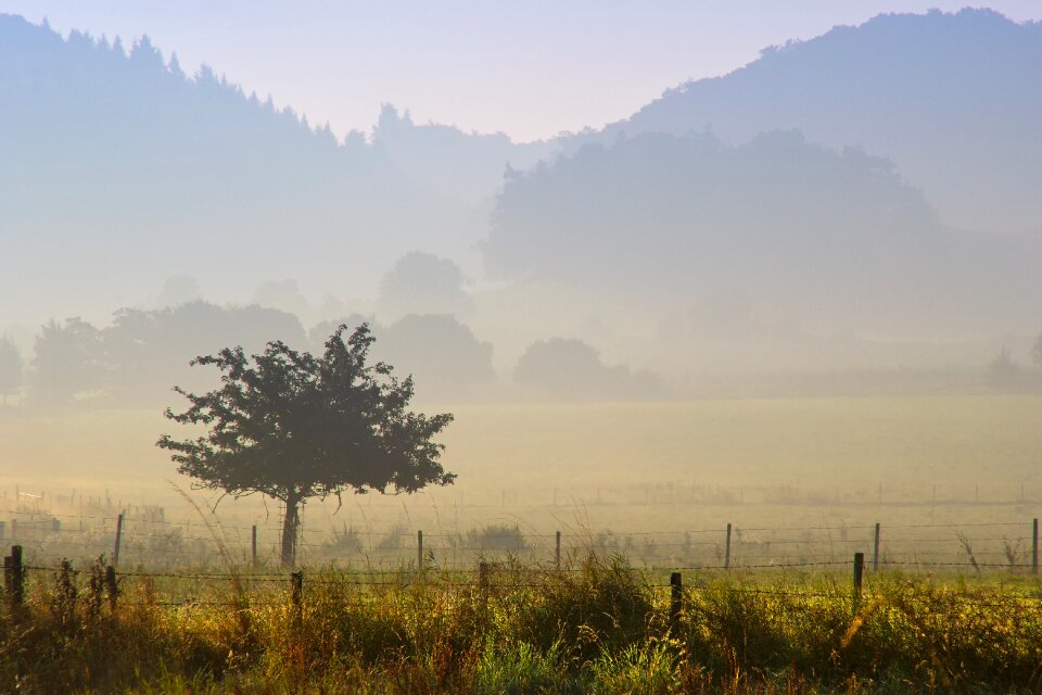 Tree sky fog