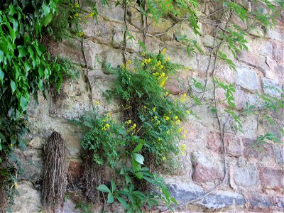 Gelber Lerchensporn (Pseudofumaria lutea) an der Stadtmauer an der Wilhelm-Heinrich-Straße in Alt-Saarbrücken