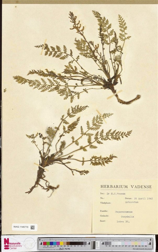 Pseudofumaria lutea, Arboretum, Wageningen.