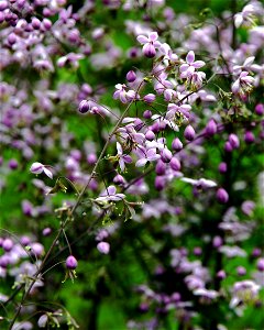 Flowers of plant Thalictrum delavayi or Thalictrum dipterocarpum, whole plants from the Botanical Gardens of Charles University, Prague, Czech Republic photo