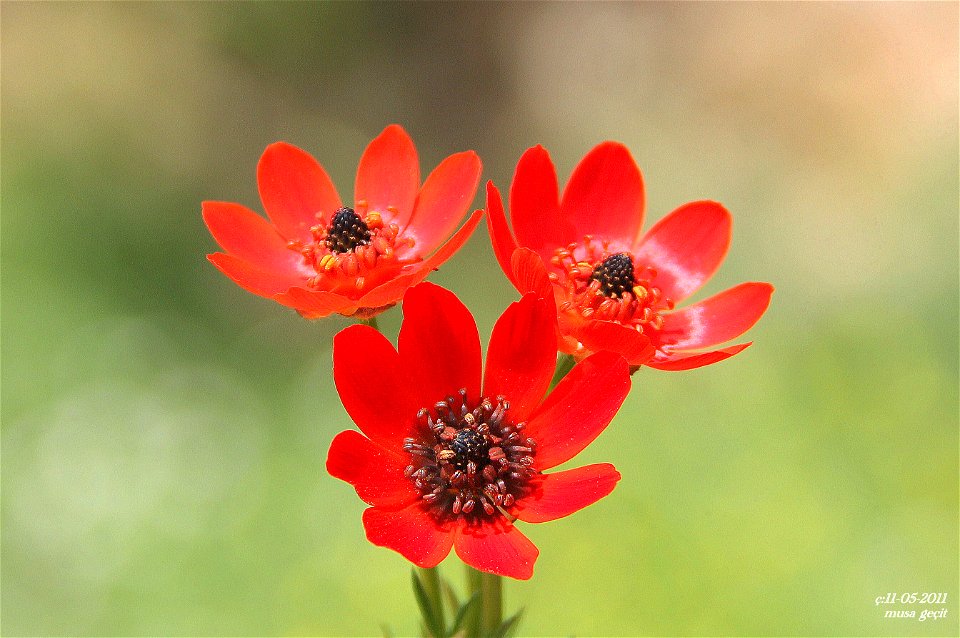 Adonis flammea in Mardin, Turkey.