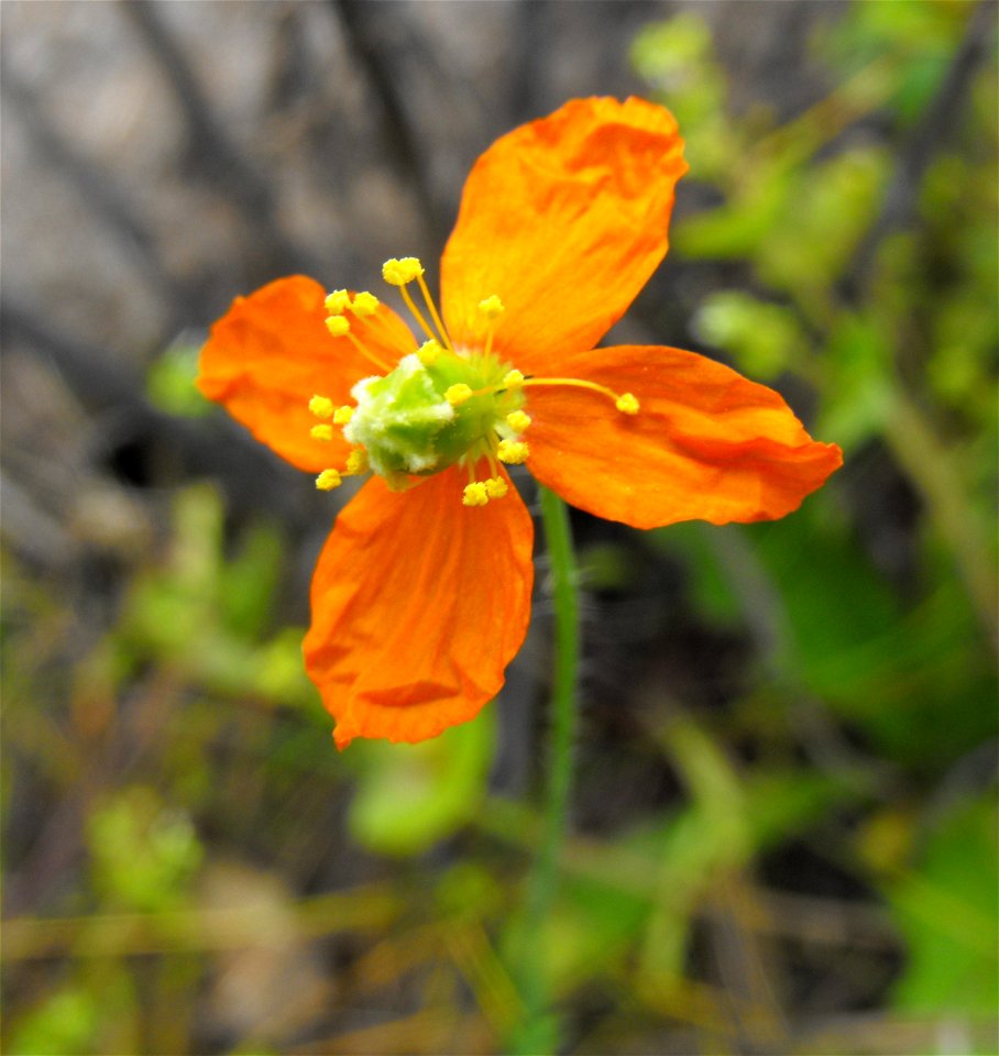 — Fire poppy.
At Lake Poway, in San Diego County, NW Peninsular Ranges, Southern California.