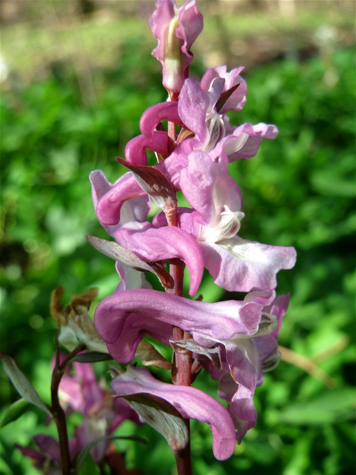 Hohler Lerchensporn (Corydalis cava) im Landschaftsschutzgebiet Winterberg (Saarbrücken)