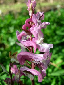 Hohler Lerchensporn (Corydalis cava) im Landschaftsschutzgebiet Winterberg (Saarbrücken)