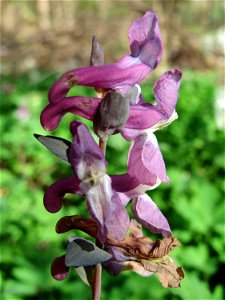 Hohler Lerchensporn (Corydalis cava) im Landschaftsschutzgebiet Winterberg (Saarbrücken)