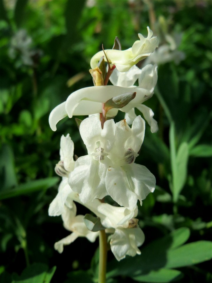 Hohler Lerchensporn (Corydalis cava) im Landschaftsschutzgebiet Winterberg (Saarbrücken)