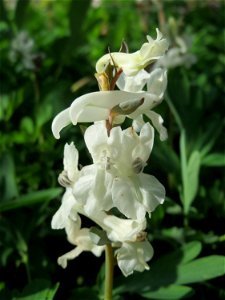 Hohler Lerchensporn (Corydalis cava) im Landschaftsschutzgebiet Winterberg (Saarbrücken)