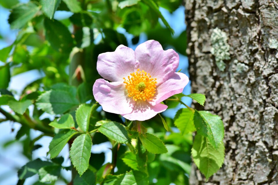 Bloom spring flower bloom photo