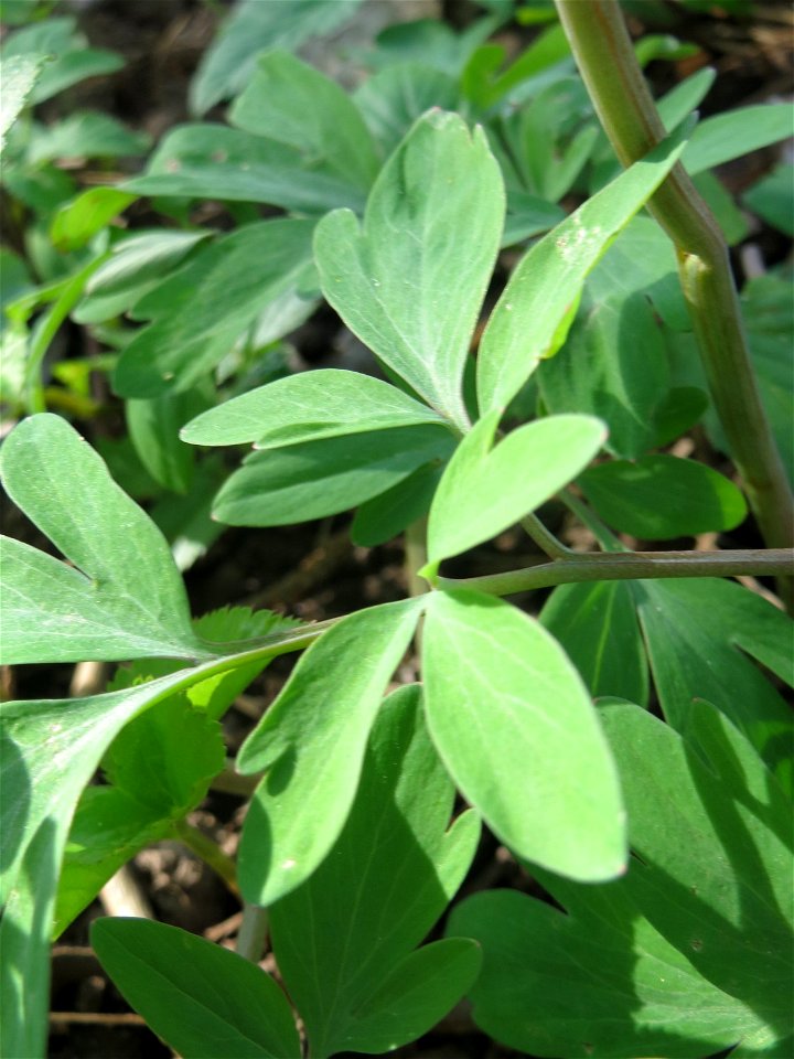 Hohler Lerchensporn (Corydalis cava) an der Saar in Saarbrücken