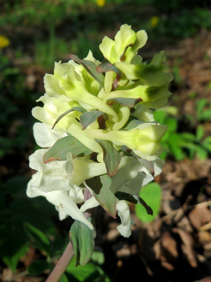 Hohler Lerchensporn (Corydalis cava) an der Saar in Saarbrücken