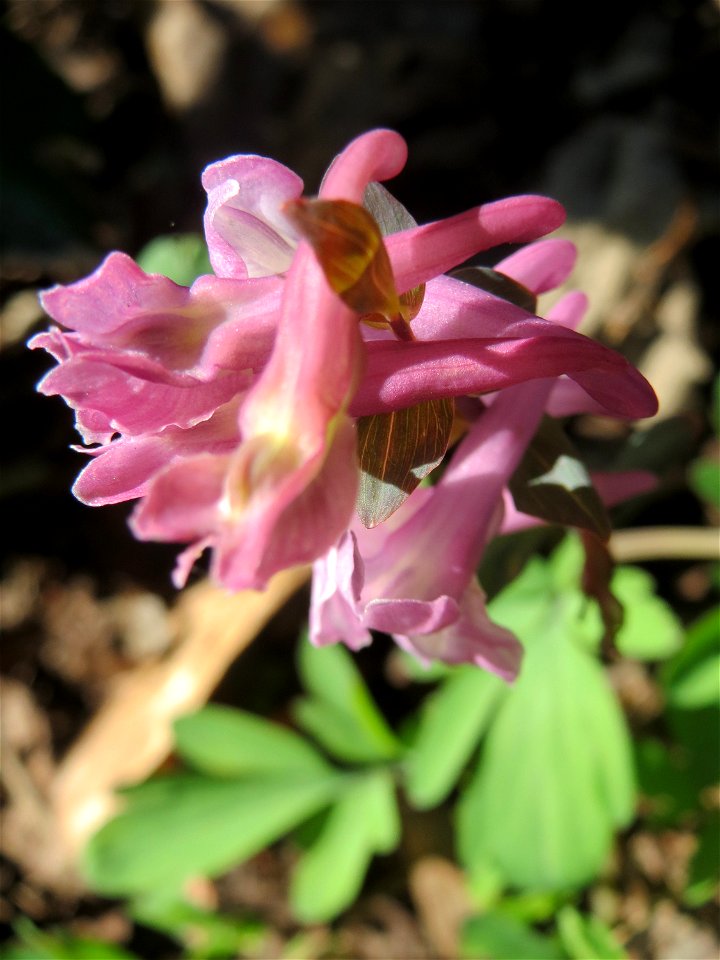 Hohler Lerchensporn (Corydalis cava) an der Habsterhöhe in Alt-Saarbrücken