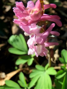 Hohler Lerchensporn (Corydalis cava) an der Habsterhöhe in Alt-Saarbrücken