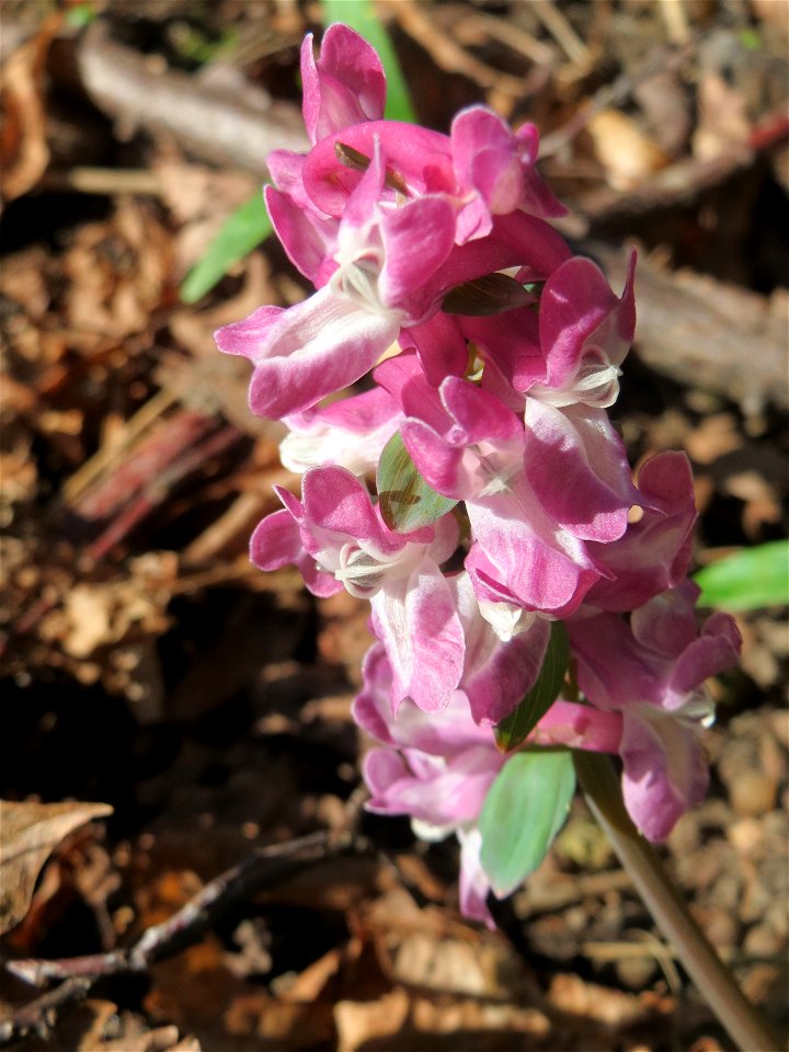 Hohler Lerchensporn (Corydalis cava) im Habsterwiesental in Alt-Saarbrücken