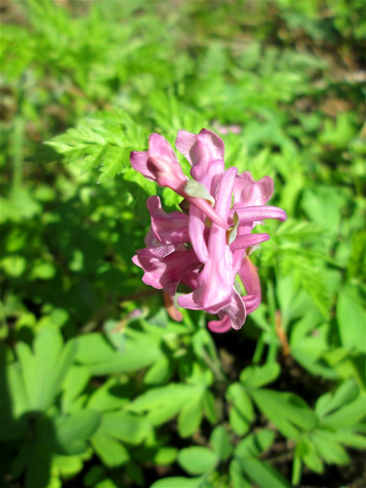Hohler Lerchensporn (Corydalis cava) an der Saar in Güdingen-Unner