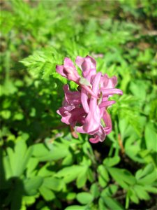 Hohler Lerchensporn (Corydalis cava) an der Saar in Güdingen-Unner
