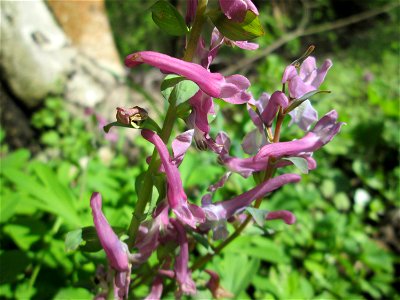 Hohler Lerchensporn (Corydalis cava) an der Saar in Güdingen-Unner