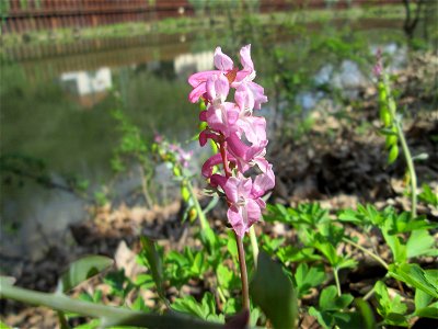 Hohler Lerchensporn (Corydalis cava) an der Saar in Güdingen-Unner