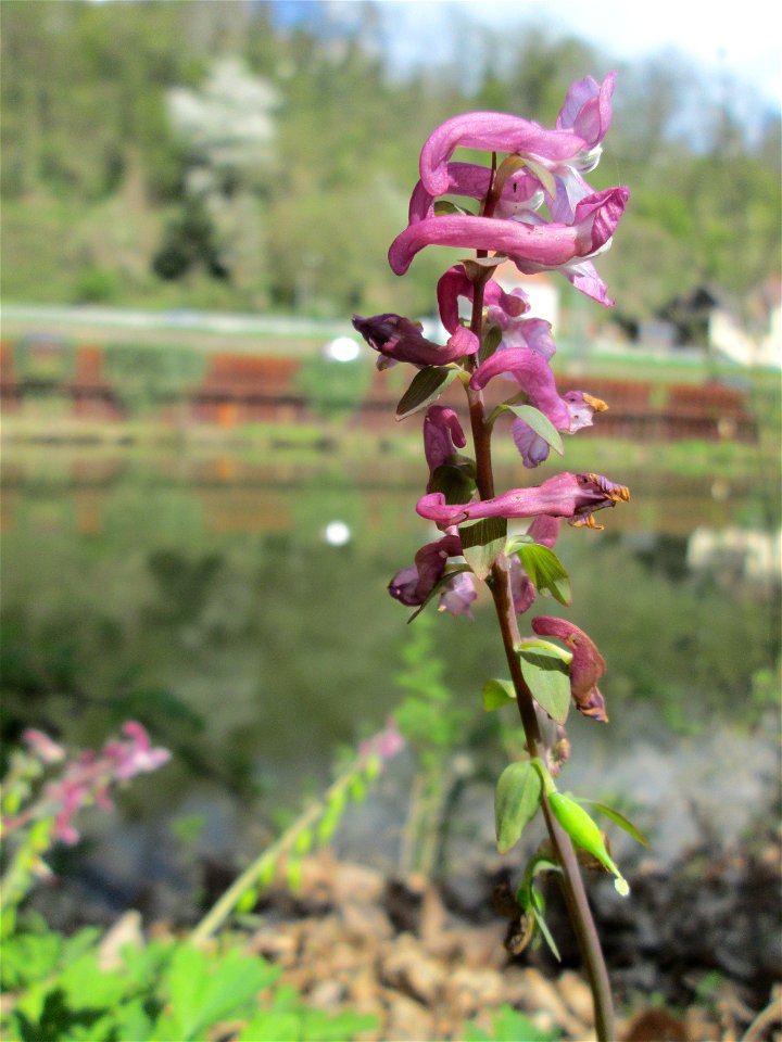 Hohler Lerchensporn (Corydalis cava) an der Saar in Güdingen-Unner