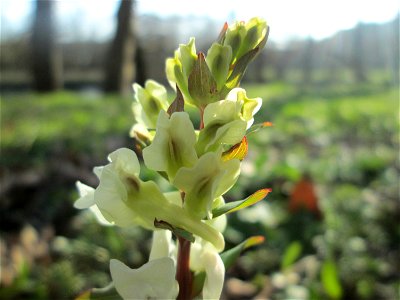 Hohler Lerchensporn (Corydalis cava) an der Saar in Saarbrücken