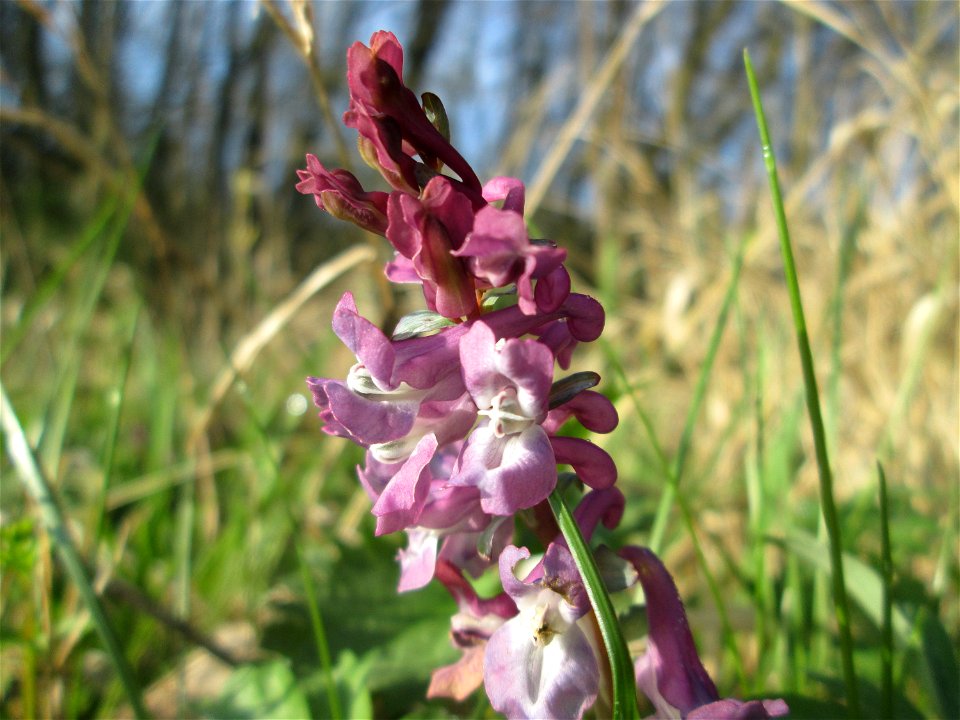 Hohler Lerchensporn (Corydalis cava) am Rand vom Brettwald im Naturschutzgebiet „Malscher Aue“