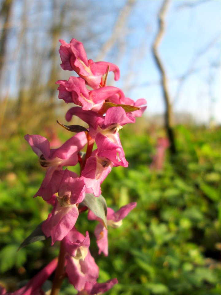 Hohler Lerchensporn (Corydalis cava) am Rand vom Brettwald im Naturschutzgebiet „Malscher Aue“