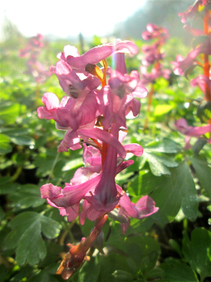Hohler Lerchensporn (Corydalis cava) am Rand vom Brettwald im Naturschutzgebiet „Malscher Aue“