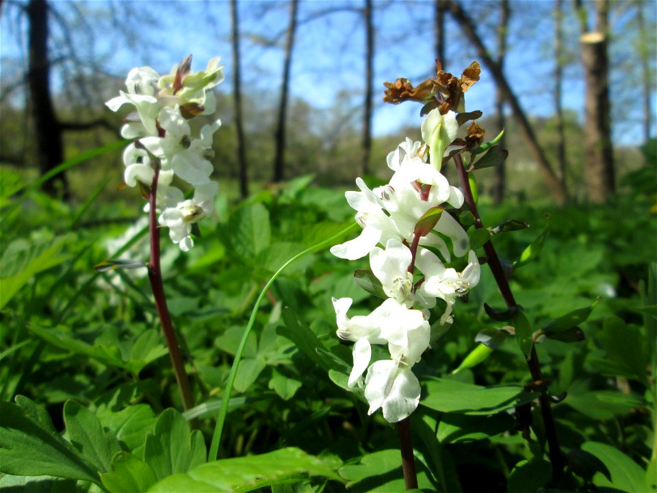 Weiß blühender Hohler Lerchensporn (Corydalis cava) an der Saar in Saarbrücken