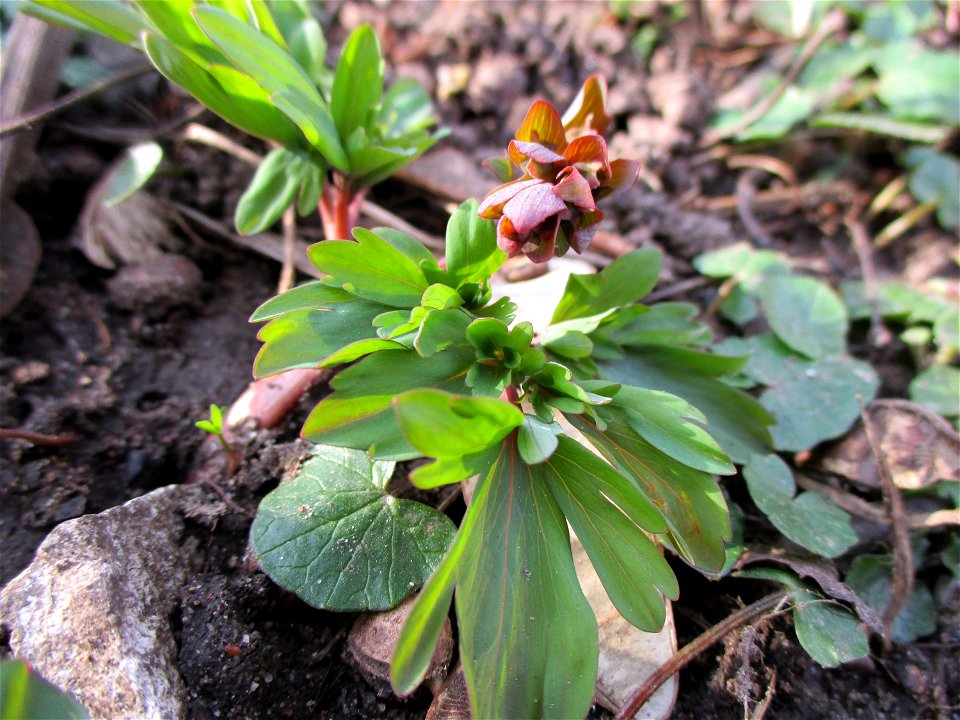 Hohler Lerchensporn (Corydalis cava) am Saarbach in Brebach
