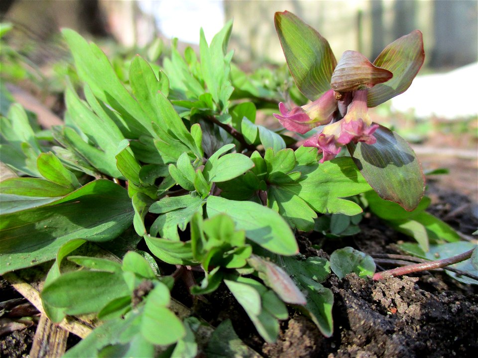 Hohler Lerchensporn (Corydalis cava) am Saarbach in Brebach