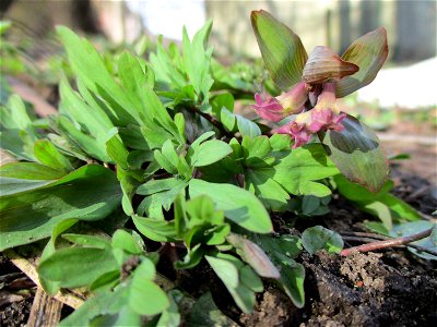 Hohler Lerchensporn (Corydalis cava) am Saarbach in Brebach