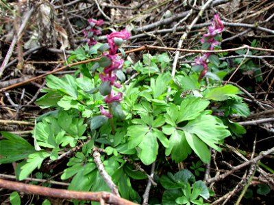 Hohler Lerchensporn (Corydalis cava) am Saarbach in Brebach